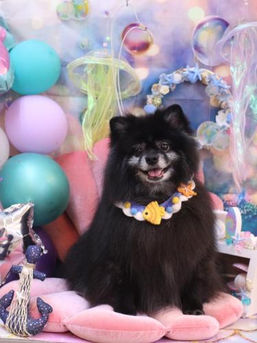 20240818ふわりちゃん